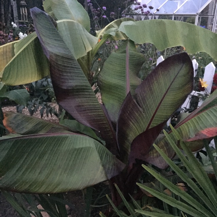 plant image 847355 plant image 847355