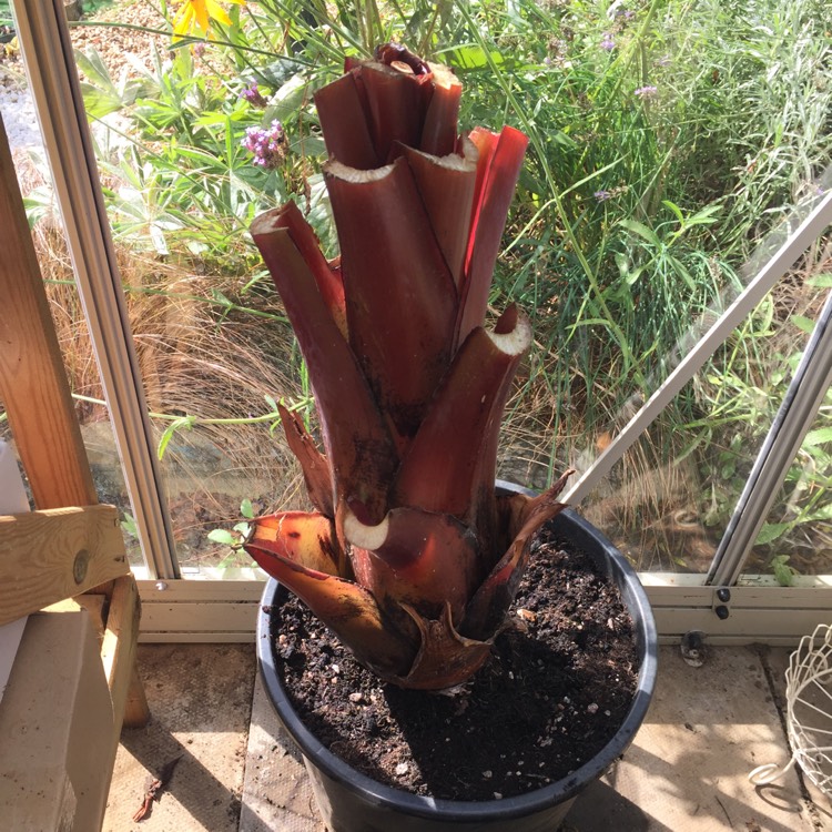 plant image 848814 plant image 848814