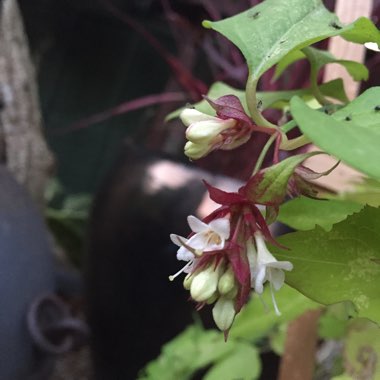 Leycesteria formosa