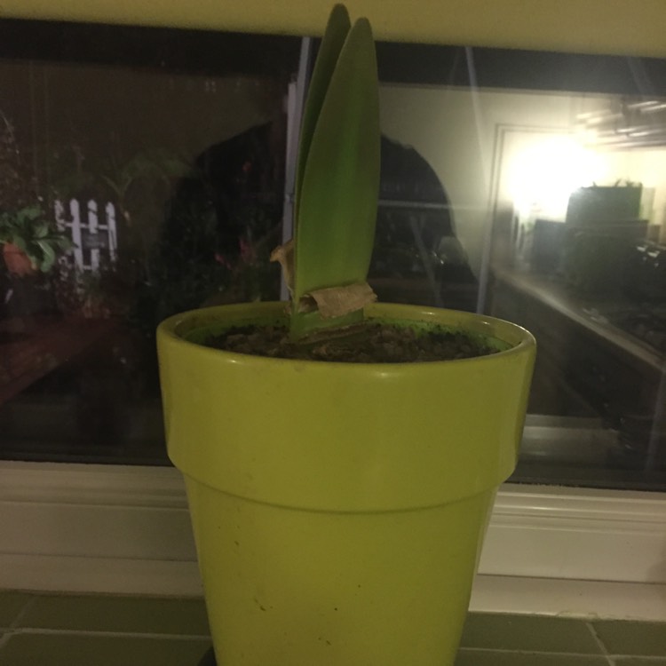 plant image 873251 plant image 873251