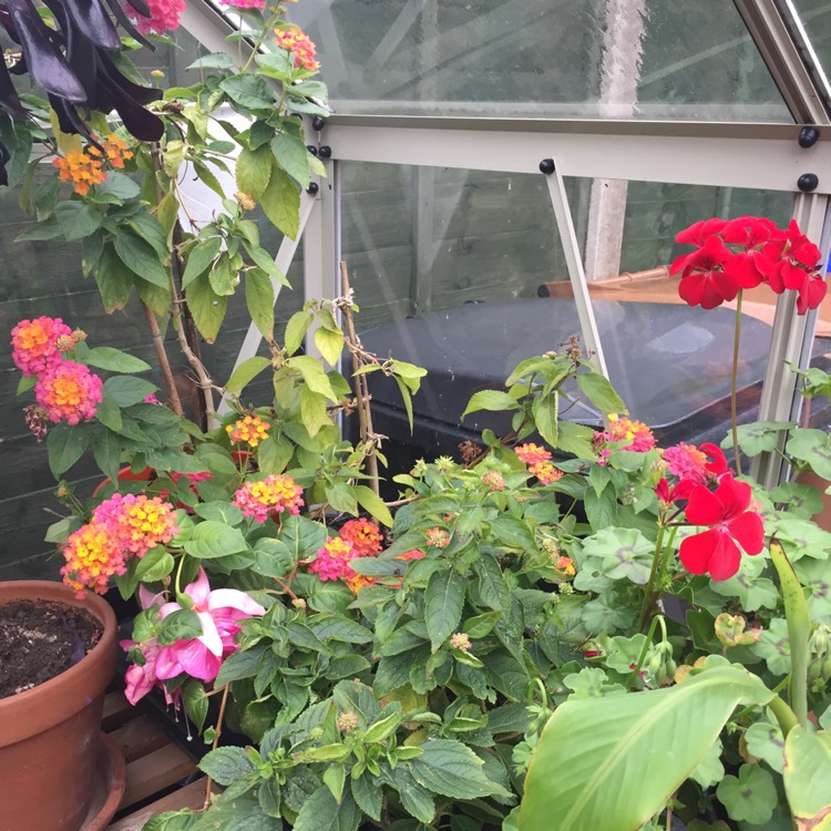 plant image 887316 plant image 887316