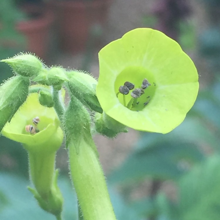 Plant image Nicotiana alata 'Lime Green'