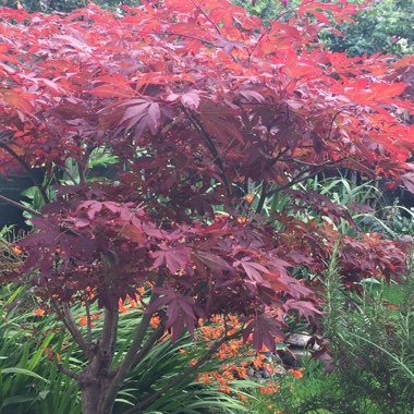Acer Palmatum 'Atropurpureum'