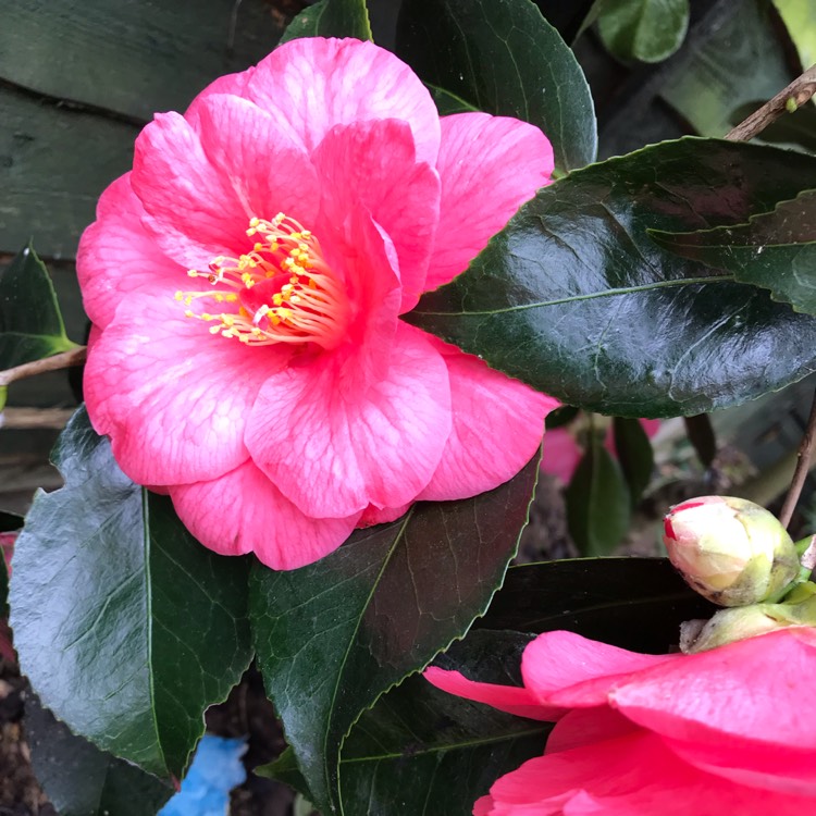 plant image 971405