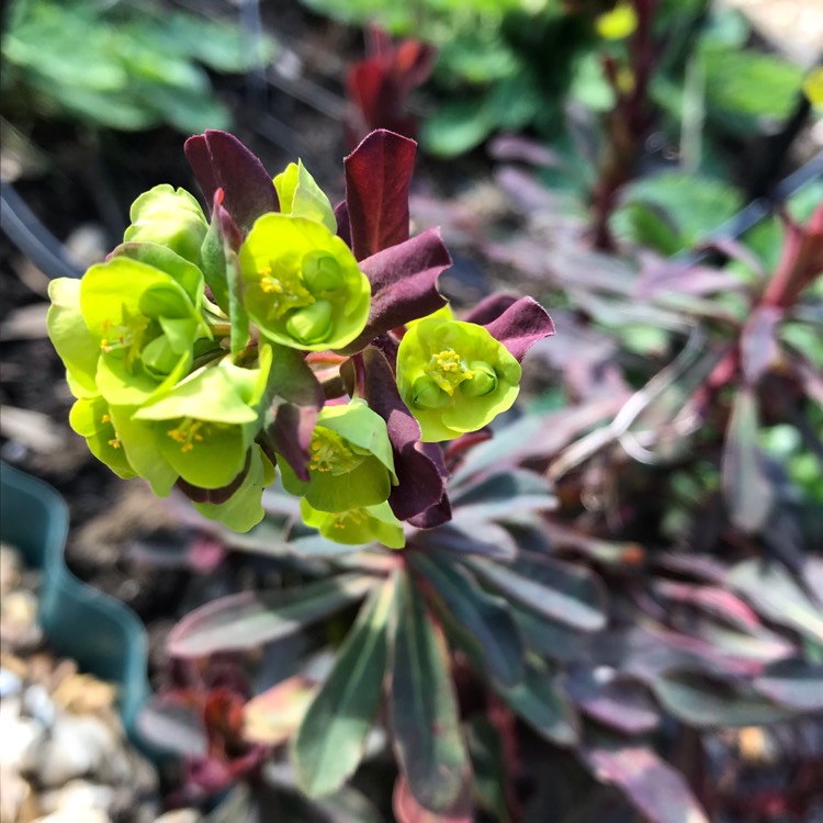plant image 971524