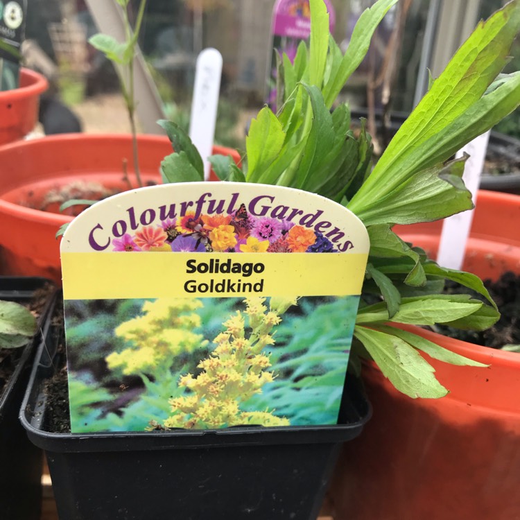 Plant image Solidago Goldkind