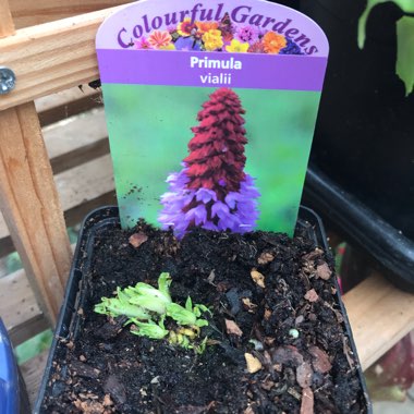 Primula vialii