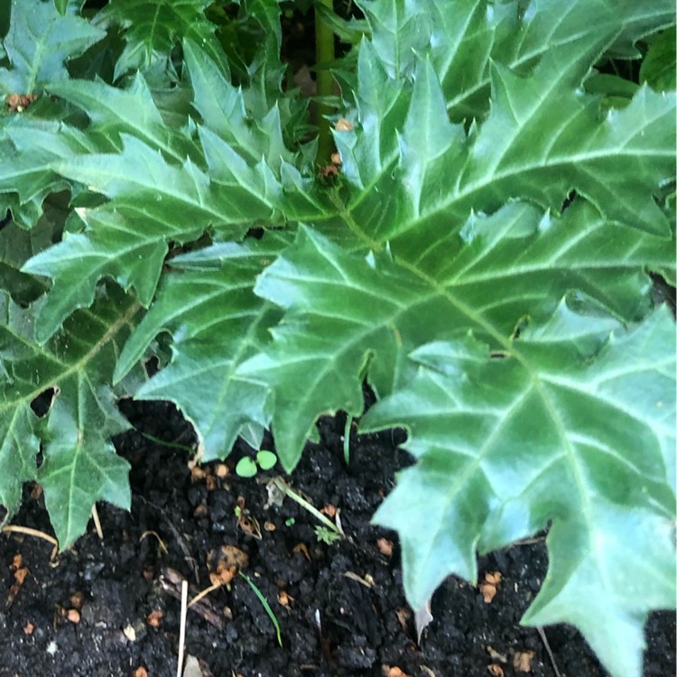 plant image 1279965