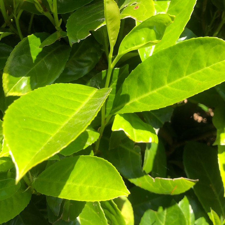 Plant image Prunus Laurocerasus 'Otto Luyken'