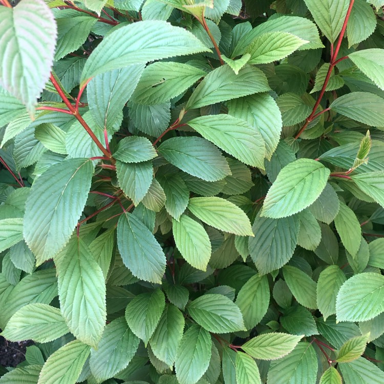 plant image 1280086