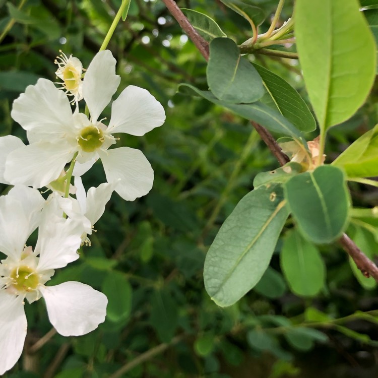 Plant image Exochorda Serratifolia 'Snow White'
