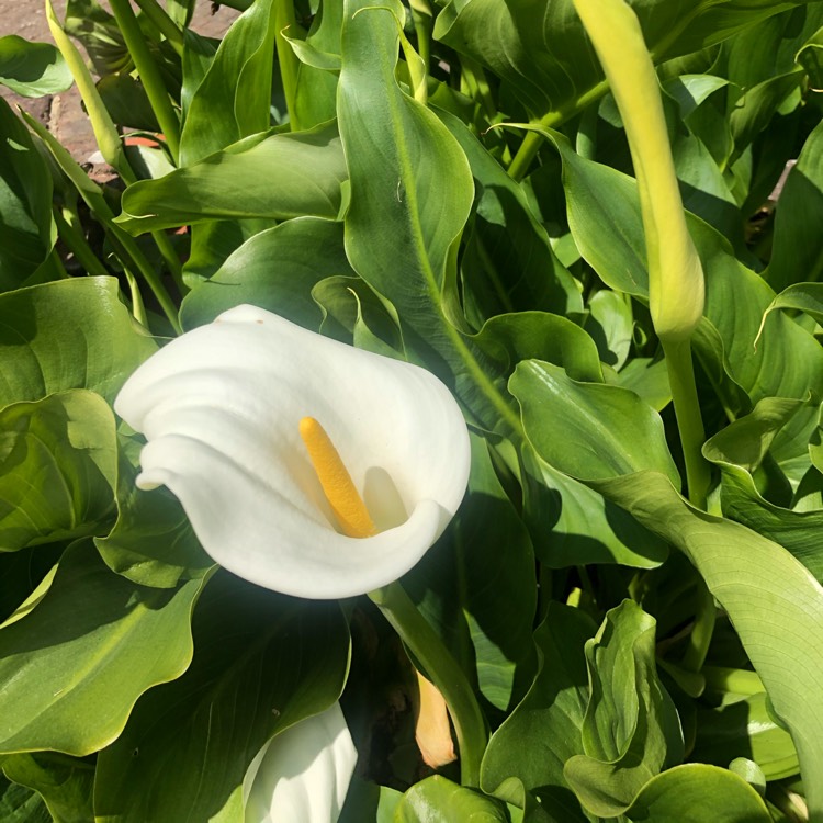 plant image 1312681