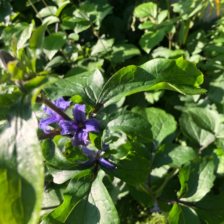 Plant image Clematis heraclefolia 'Cassandra'