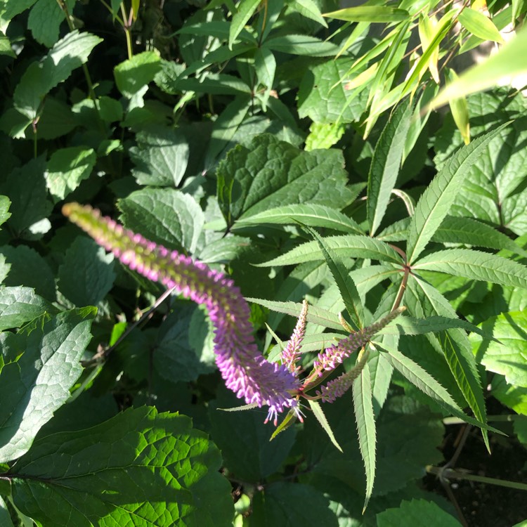 Plant image Veronicastrum virginicum 'Pink Glow'