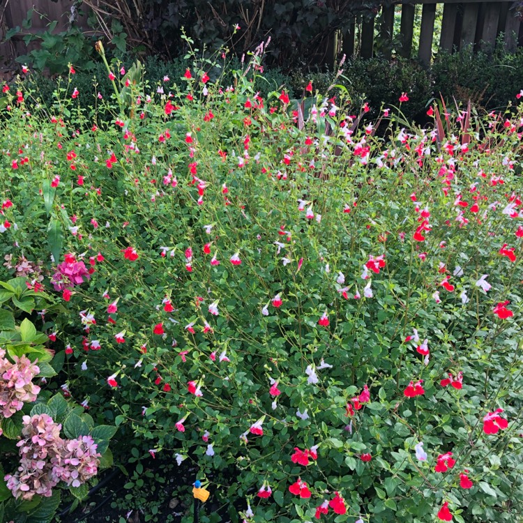 plant image 1381649