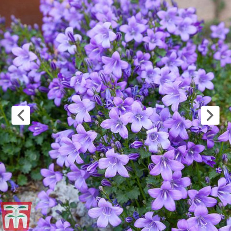 Plant image Campanula 'Ambella Purple'