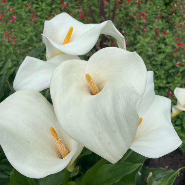 Arum Lily 'Crowborough'