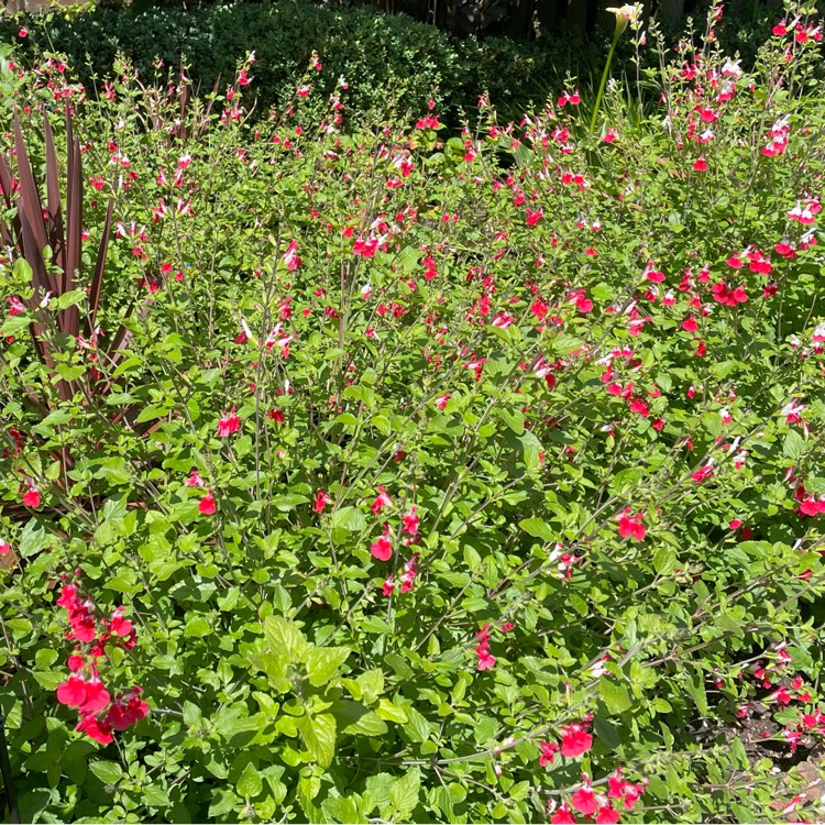 plant image 1601059