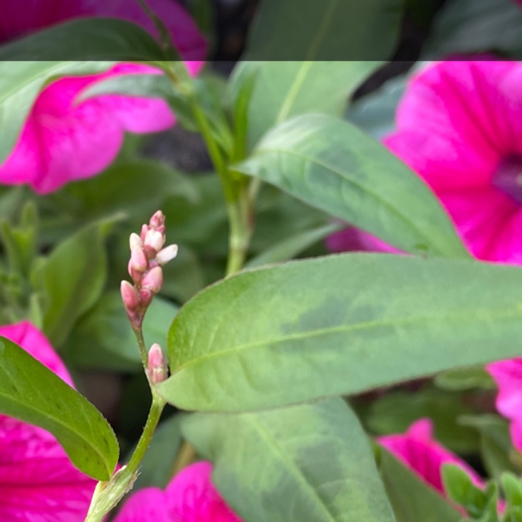 plant image 1604976