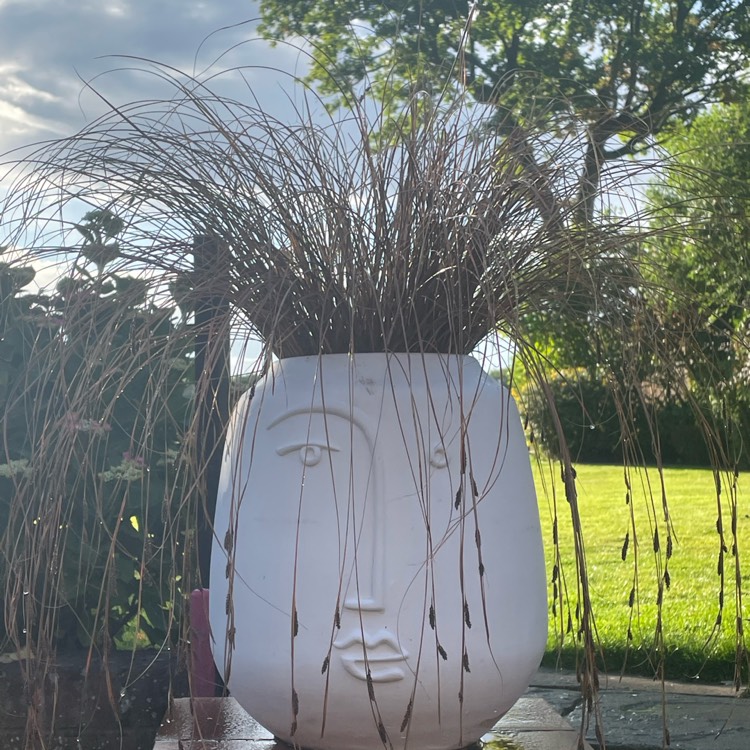 plant image 1605255