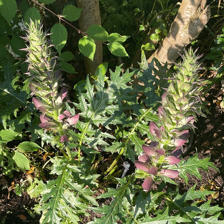 Plant image Acanthus mollis 'Hollard's Gold'