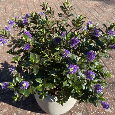 Box Leaf Hebe