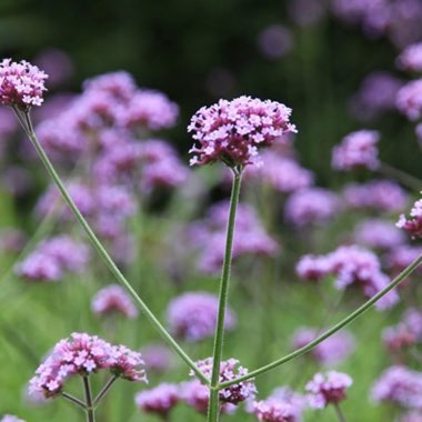Verbena 'Lollipop'