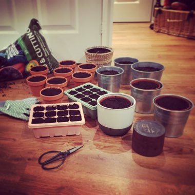 Hayley's garden