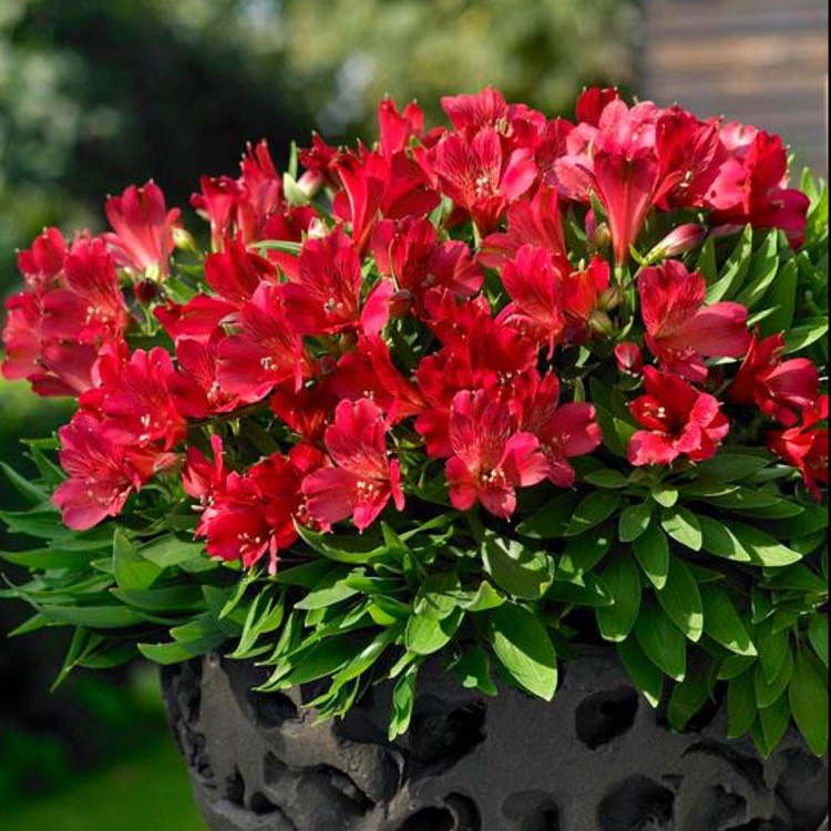 Plant image Alstroemeria 'Tesrobin' (Inticancha Series) syn. Alstroemeria 'Inticancha Red'