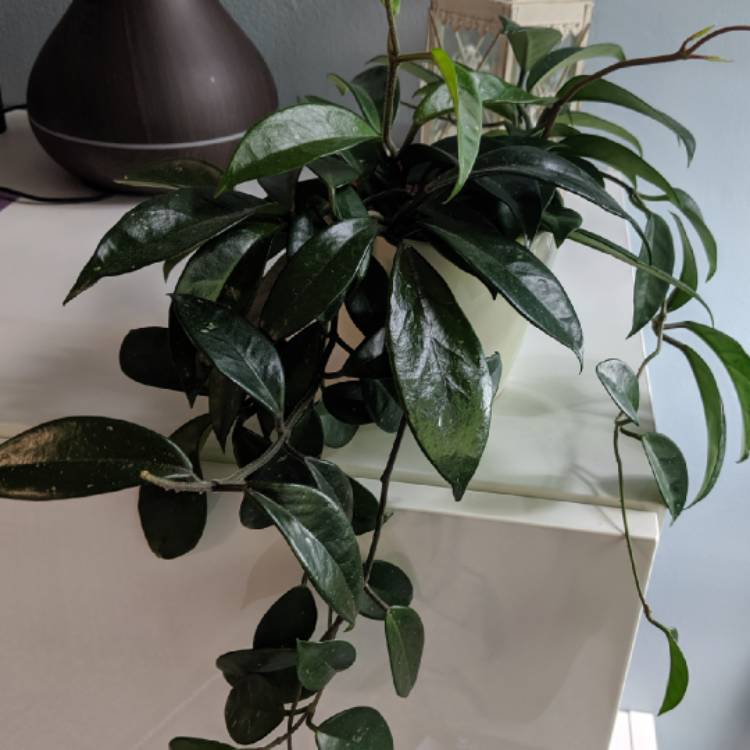 plant image 1057328