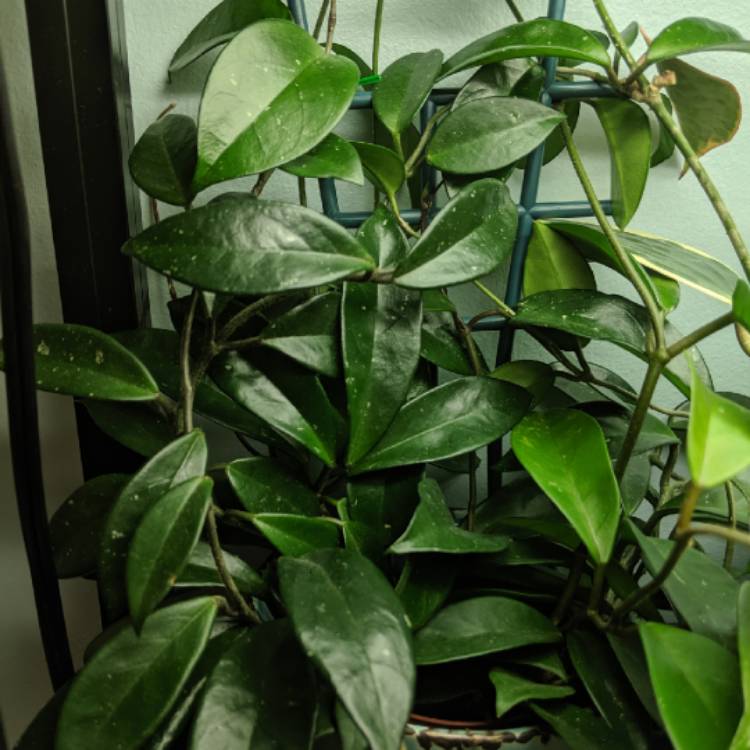 plant image 1170629