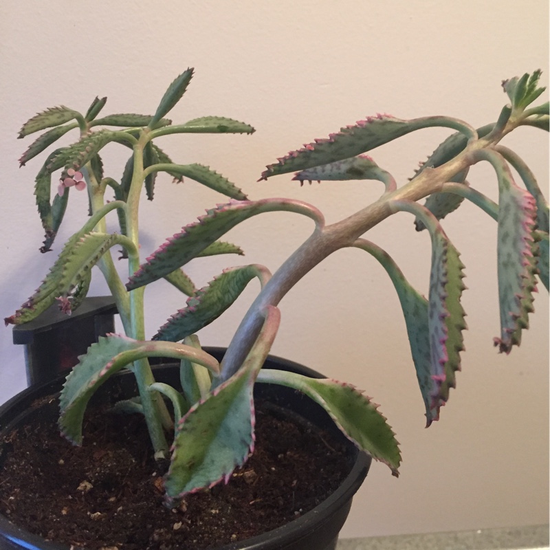 plant image 166842