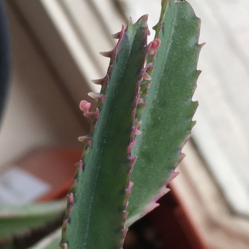 plant image 167888