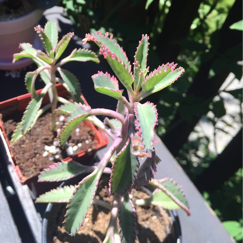 plant image 181534