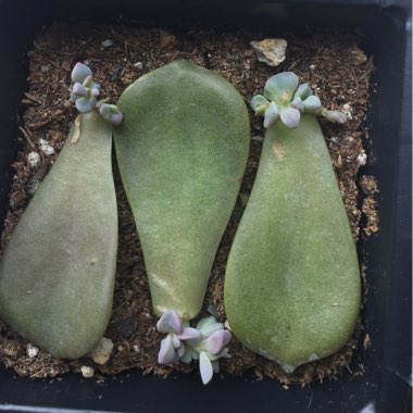 Graptopetalum Superbum