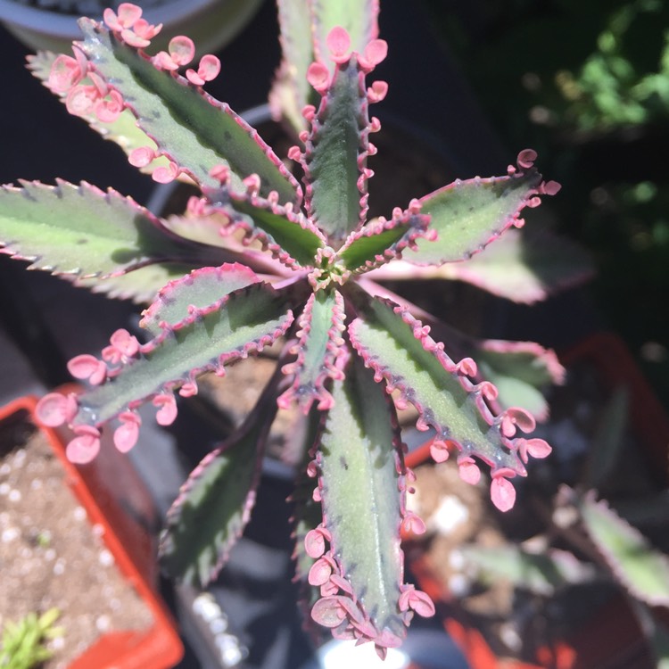 plant image 191507