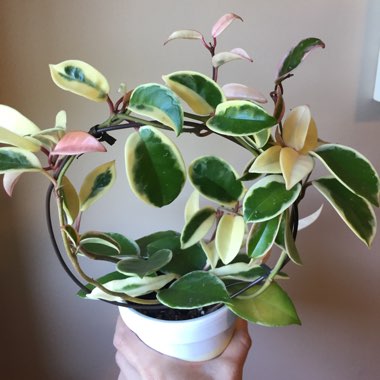 Hoya Carnosa Variegata