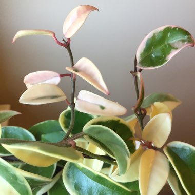 Hoya Carnosa Variegata