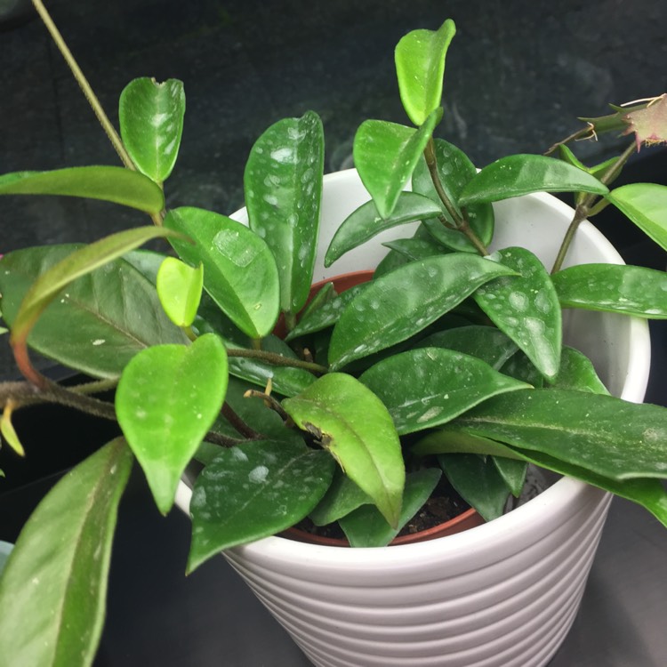 plant image 636074