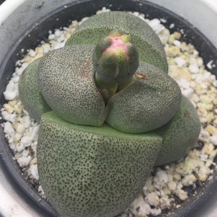 plant image 644756