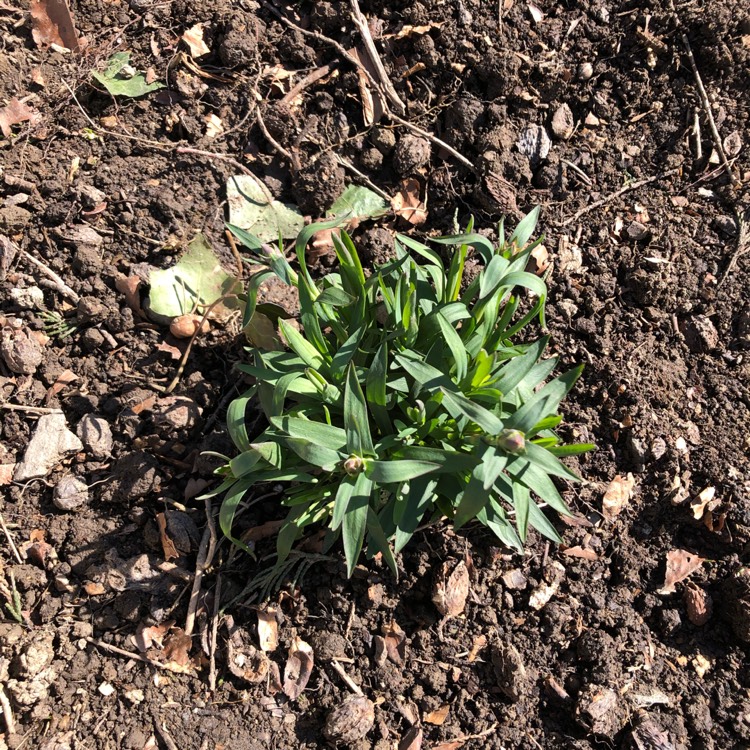 plant image 1454863