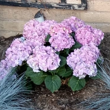 Hydrangea