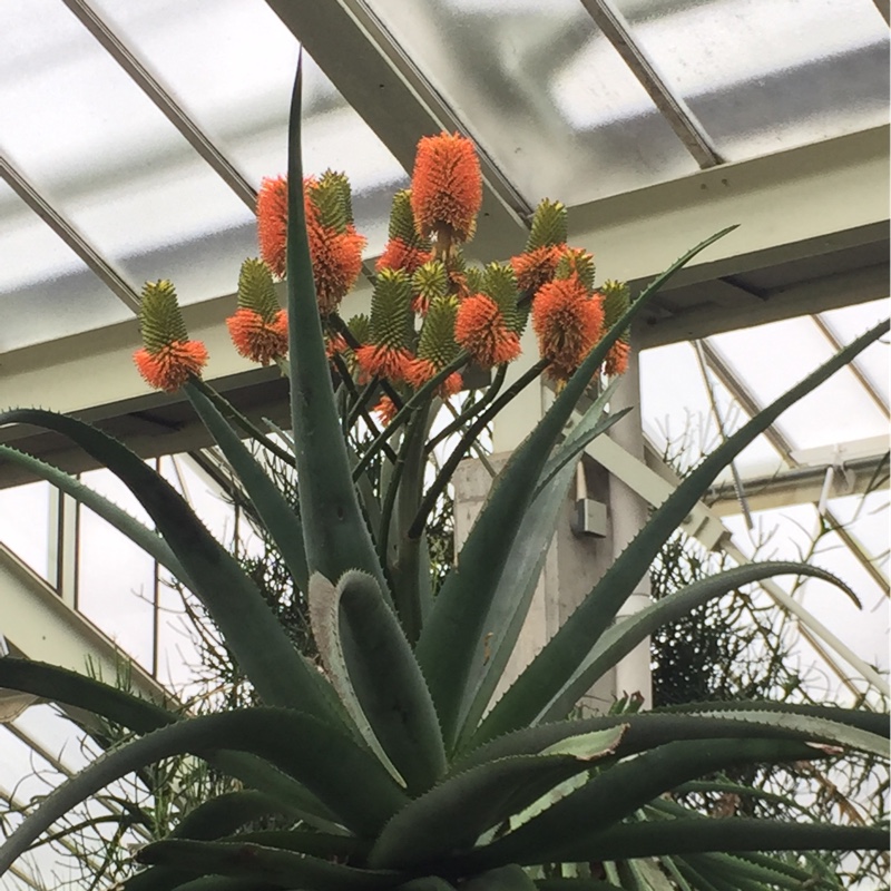 Bottle Brush Aloe