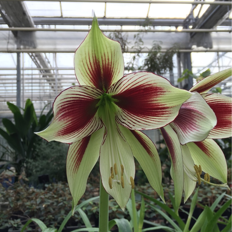 Hippeastrum (Species) Parrot Amaryllis