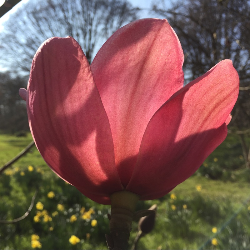 Campbell's Magnolia