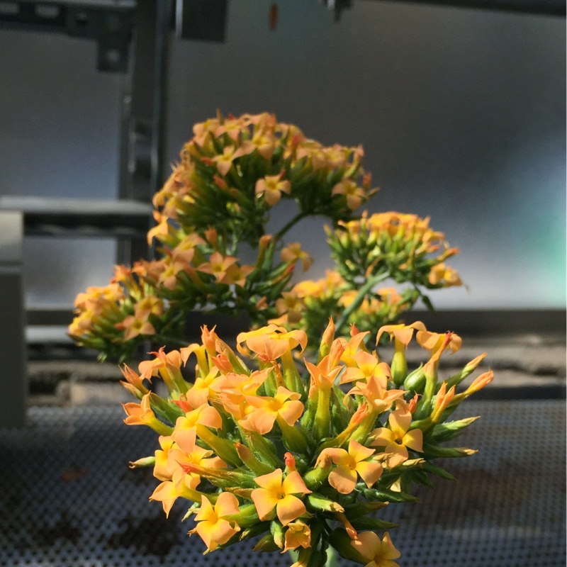 Kalanchoe 'Blossfeldiana'