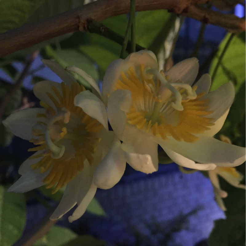 Tree Passion flower