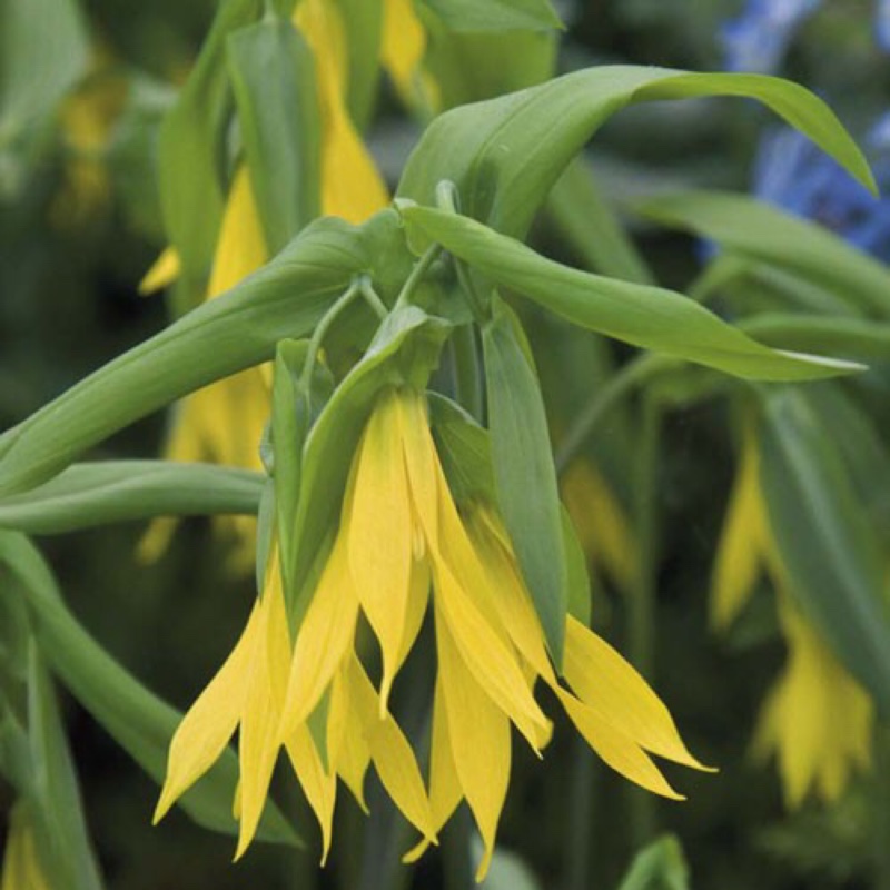 Large-flowered Bellwort