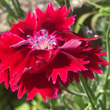 Dianthus chinensis 'Floral Lace Picotee'