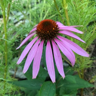Echinacea purpurea 'Magnus'